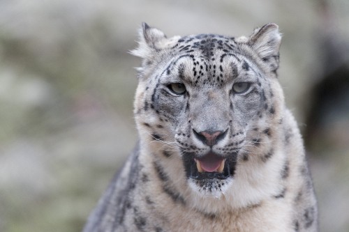 Image white and black leopard on green grass during daytime