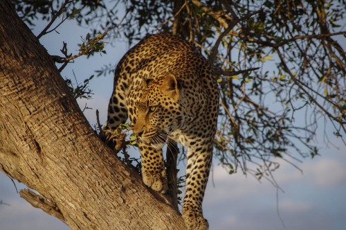 Image african leopards, sabi sands game reserve, etosha national park, lion, felidae