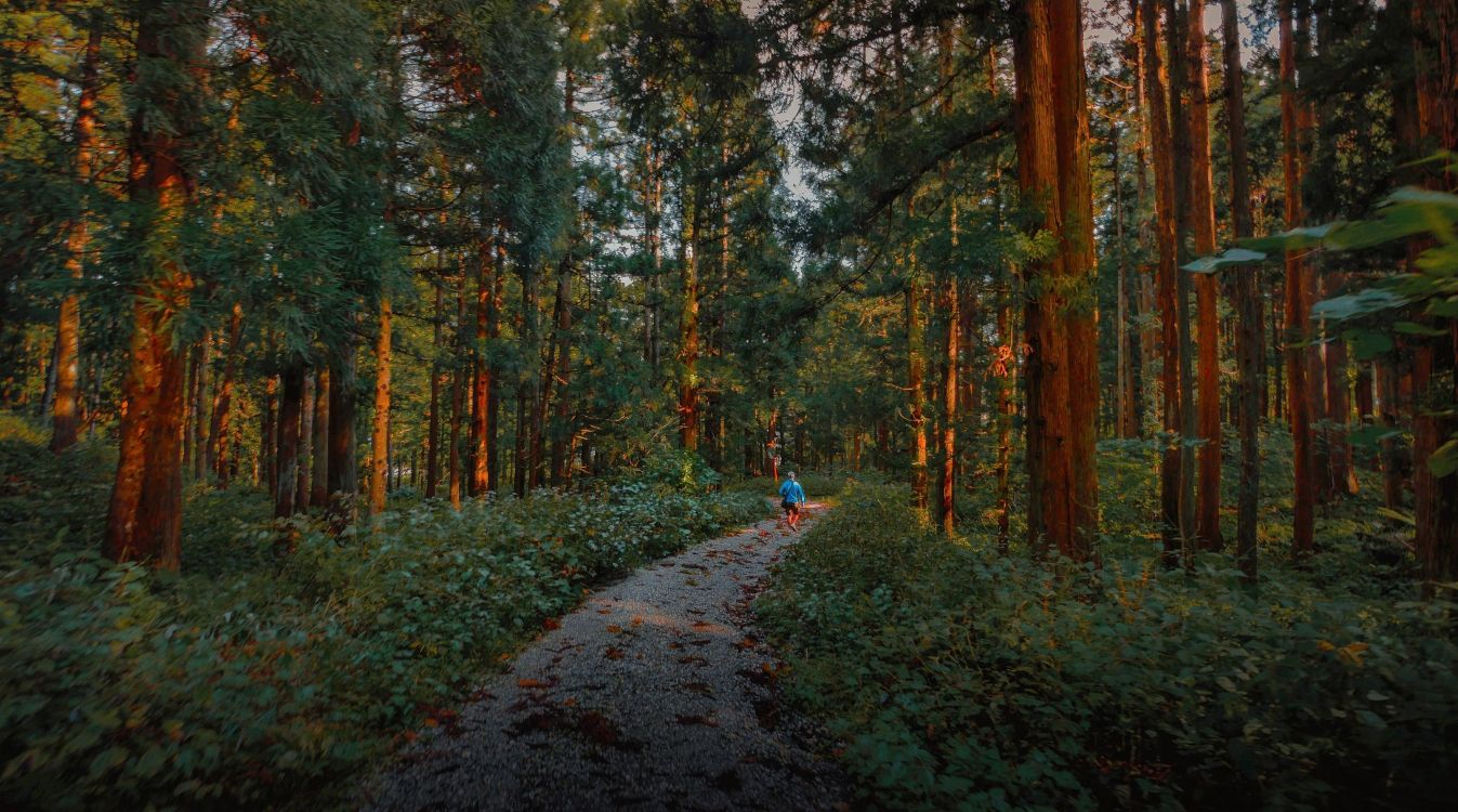 2 people walking on pathway between green trees during daytime