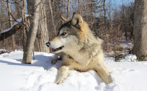 Image brown and black wolf on snow covered ground during daytime