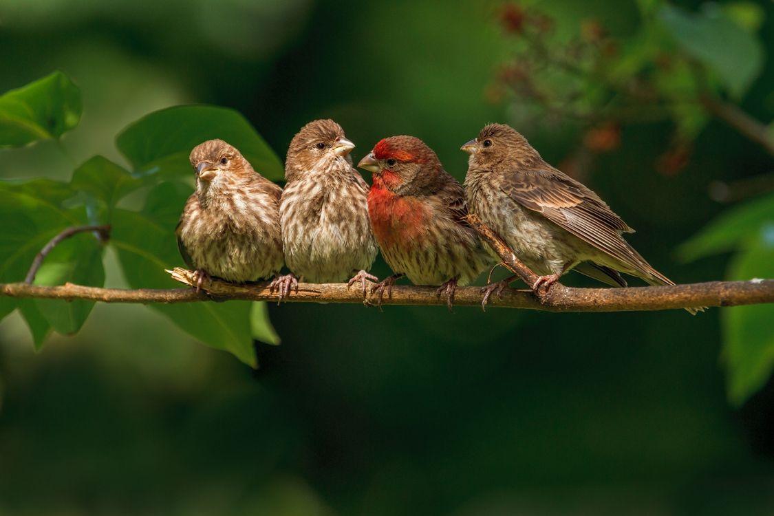 brown and red bird on tree branch