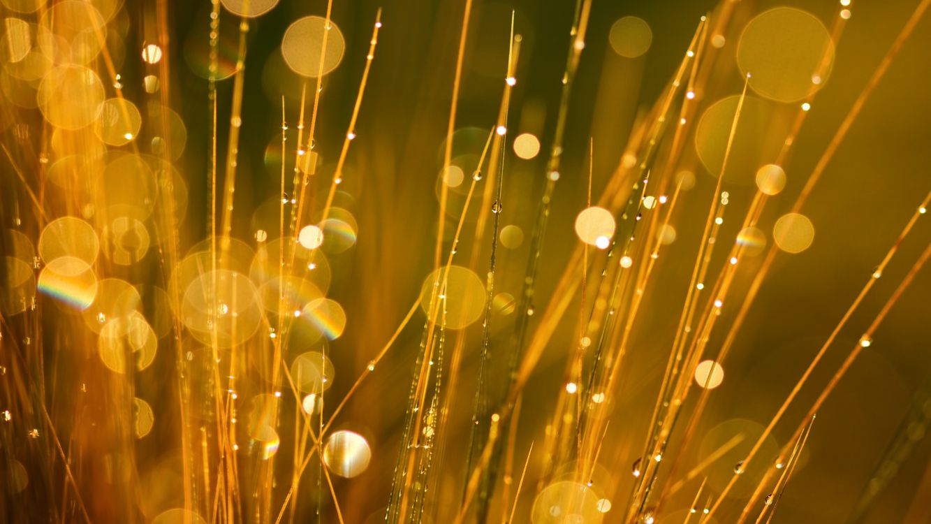 Gotas de Agua Sobre la Hierba Marrón Durante el Día. Wallpaper in 2560x1440 Resolution