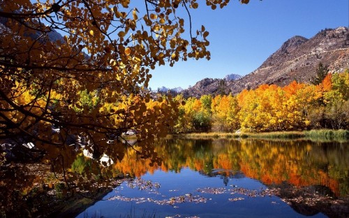 Image green and yellow trees beside lake during daytime