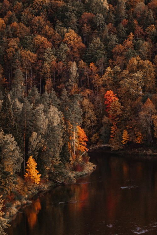 Image tree, reflection, nature, leaf, autumn