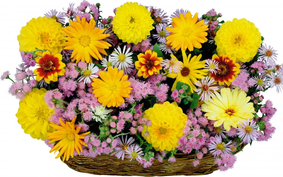 Bouquet de Fleurs Jaunes et Violettes. Wallpaper in 2560x1600 Resolution