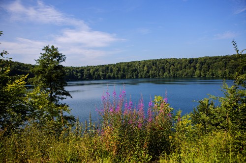 Image green trees beside lake under blue sky during daytime