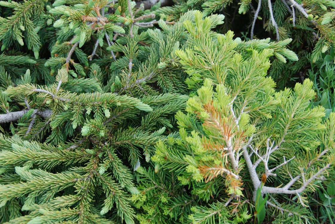 植被, 针叶树, 云杉, Fir, Evergreen 壁纸 3872x2592 允许