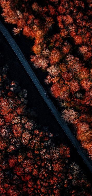 木, 唱, 棕色, 树枝, 橙色 壁纸 1421x3000 允许