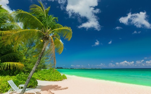 Image palm tree near body of water during daytime