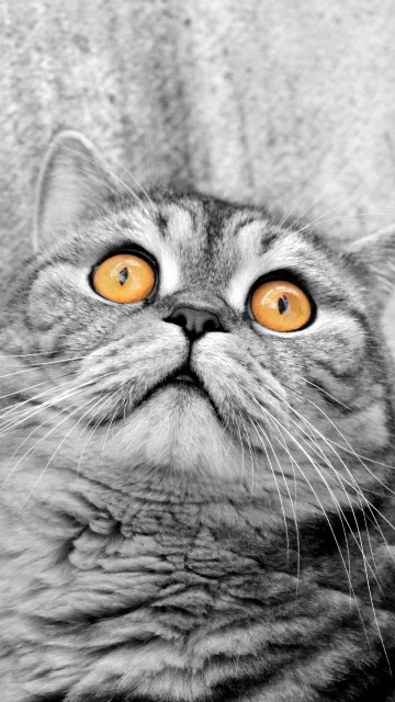 Image gray scale photo of cat