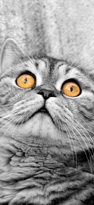 Image gray scale photo of cat