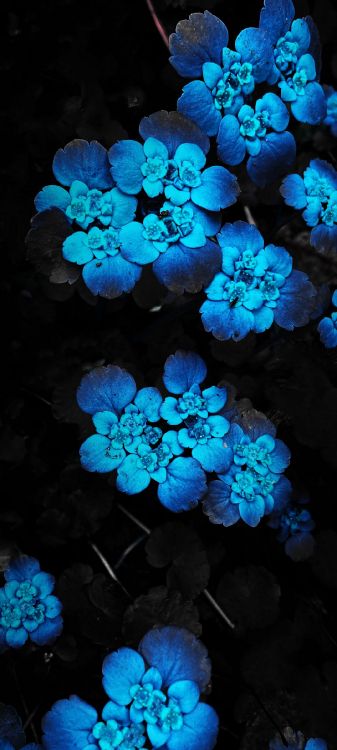 Hortensia, Vivir, Azul, Agua, Azure. Wallpaper in 1080x2400 Resolution