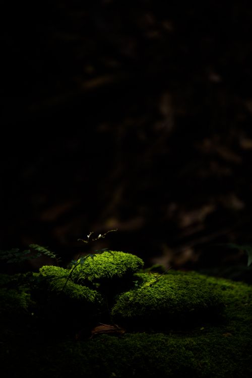 Natur, Gr, Schwarz, Licht, Nacht. Wallpaper in 3840x5760 Resolution