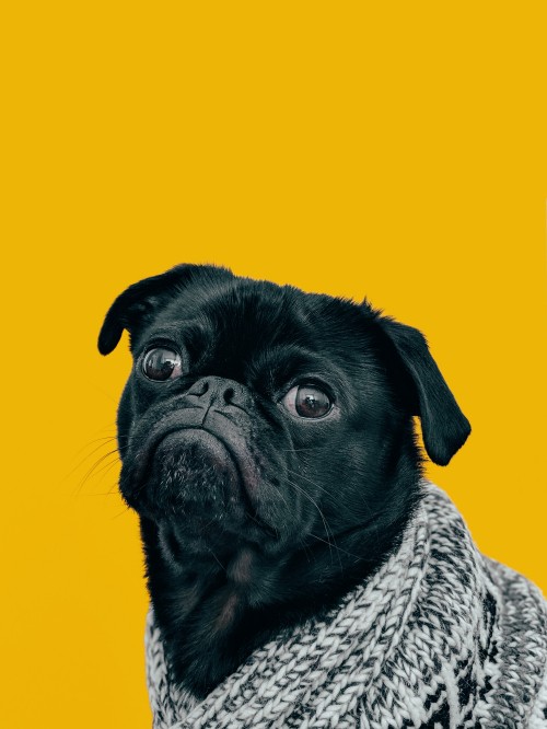 Image dog, great dane, dog pug, pug, bulldog