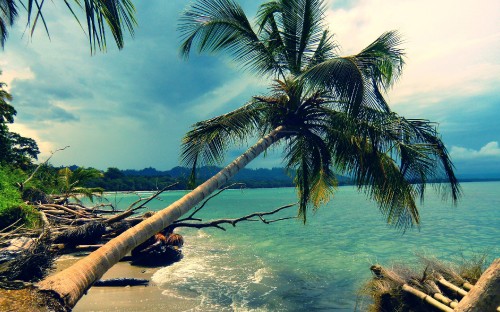 Image coconut tree on beach during daytime