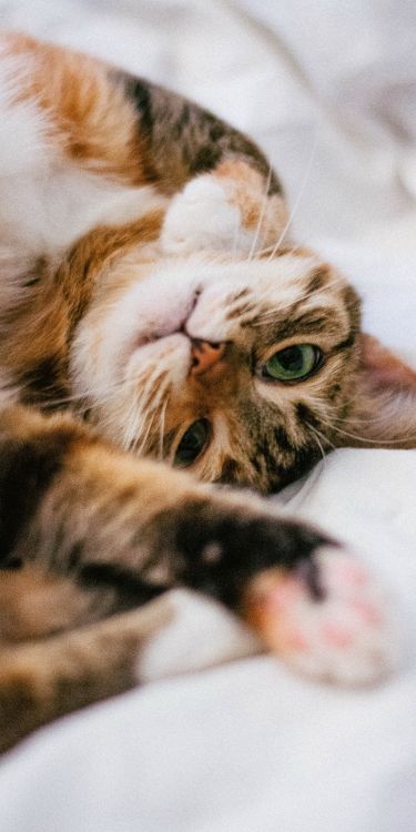 Moustache, Chat, Felidae, Carnivores, Les Petites et Moyennes Chats. Wallpaper in 1500x3000 Resolution