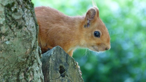 Image brown squirrel on brown tree trunk