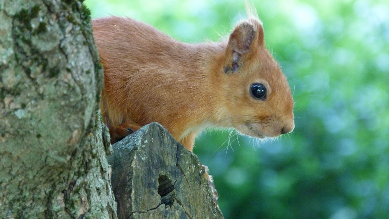 brown squirrel on brown tree trunk