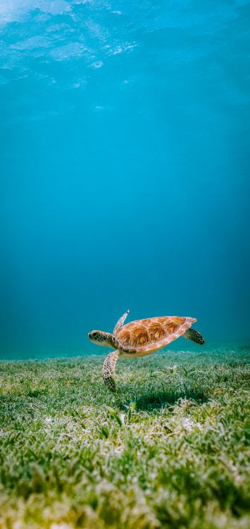 Tortues de Mer, Eau, Tortue Imbriquée, Nature, Azure. Wallpaper in 1515x3200 Resolution