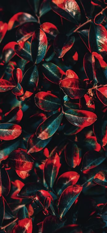 Flora, Blatt, Farbschema, Terrestrische Pflanzen, Blütenblatt. Wallpaper in 1200x2600 Resolution