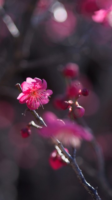 Image pink cherry blossom in bloom during daytime