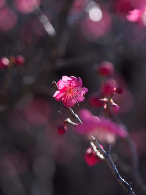 Image pink cherry blossom in bloom during daytime