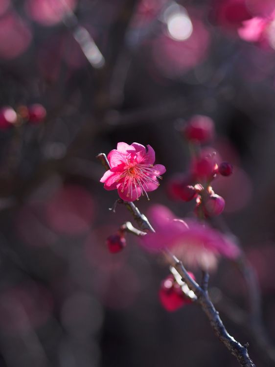 pink cherry blossom in bloom during daytime