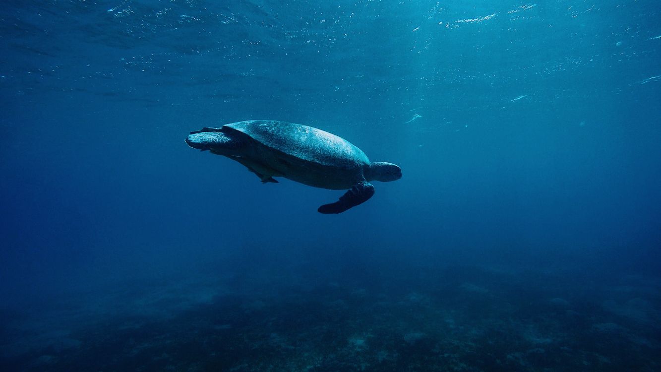 gray and black fish in water