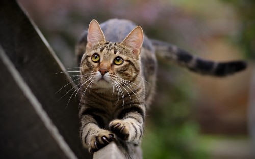 Image brown tabby cat in close up photography