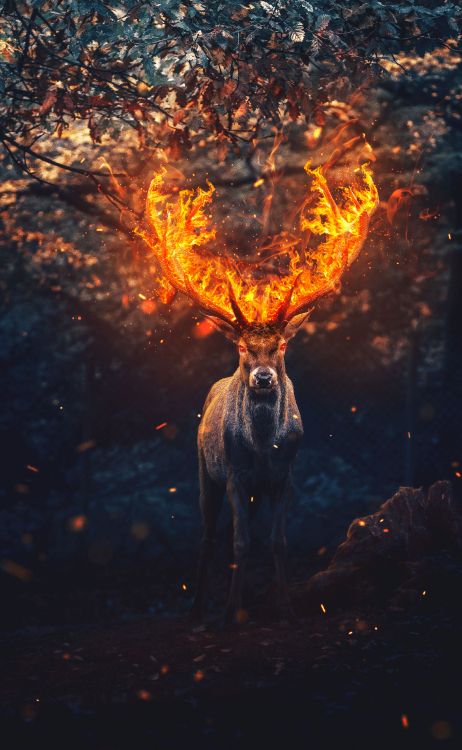 Hirsch, Menschen in Der Natur, Feuer, Hitze, Kunst. Wallpaper in 3947x6407 Resolution