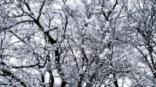 Image white and black tree during daytime