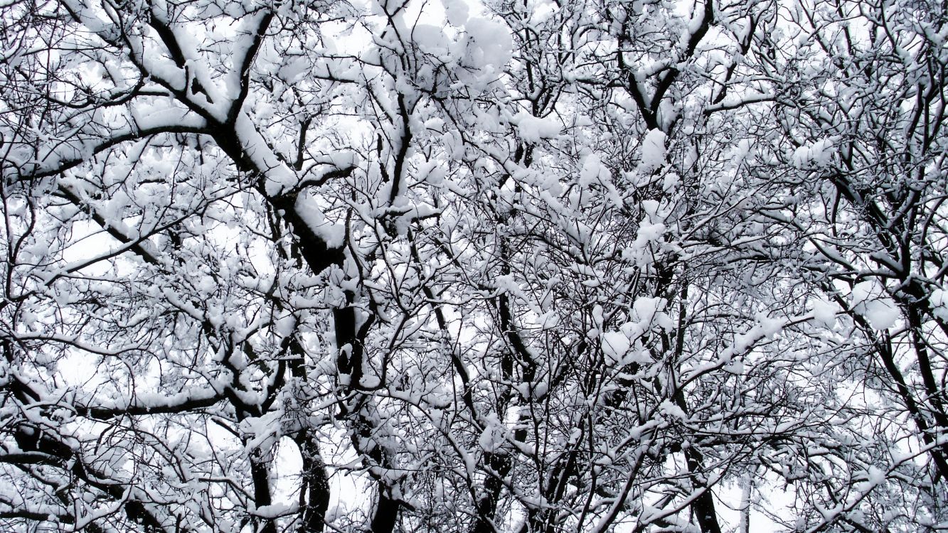 white and black tree during daytime