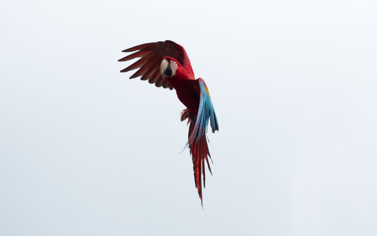 red blue and green macaw