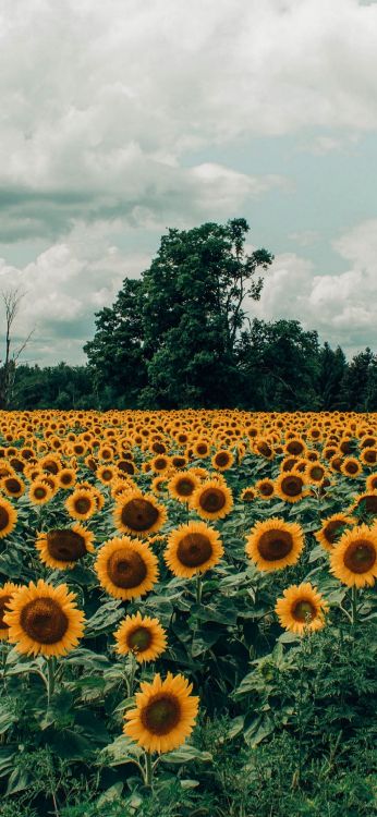 Ästhetisches Sonnenblumenfeld, Sunflowers, Ästhetik, Cloud, Baum. Wallpaper in 1080x2340 Resolution