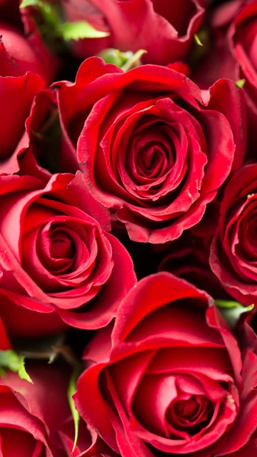Image red roses in close up photography