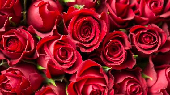 Image red roses in close up photography