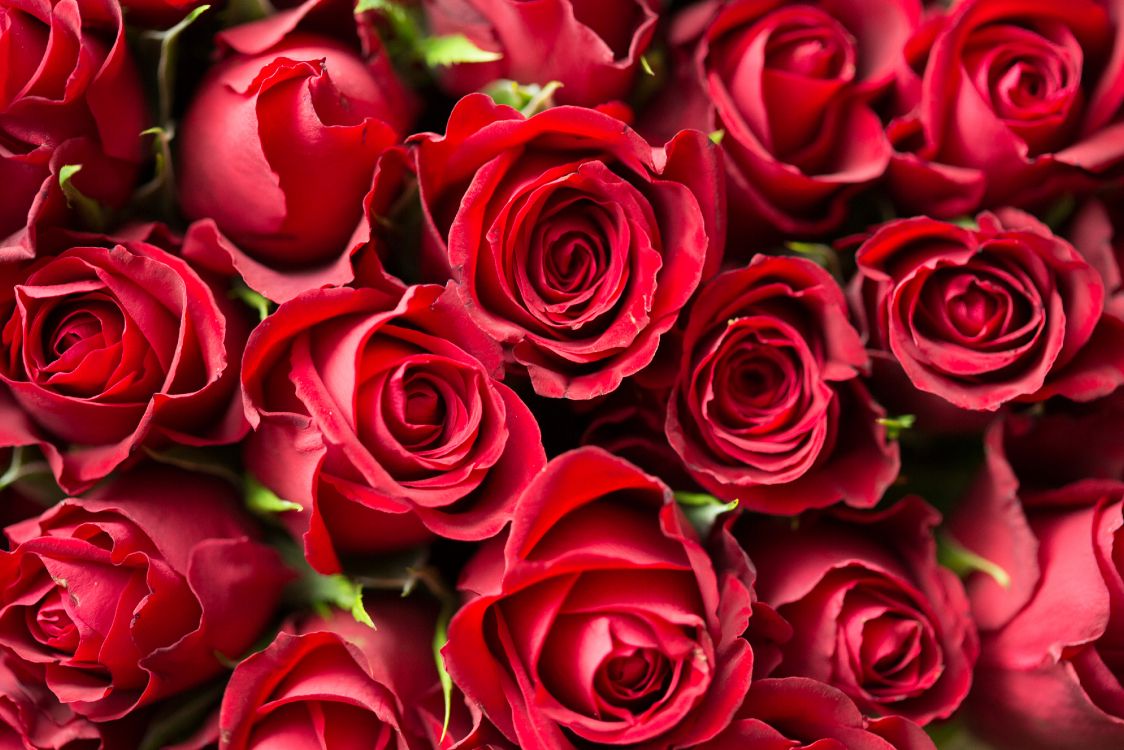 red roses in close up photography