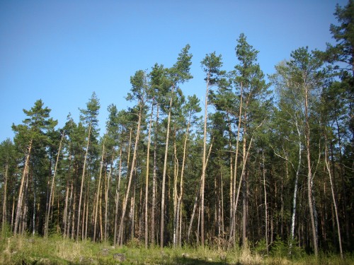 Image green trees under blue sky during daytime