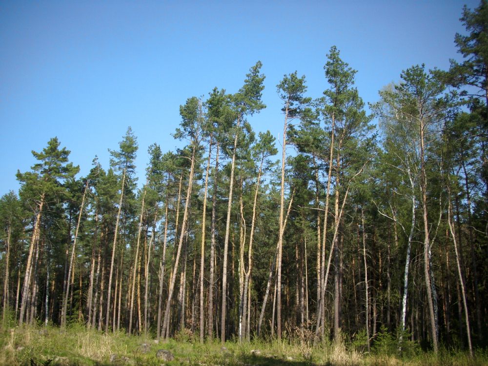 green trees under blue sky during daytime