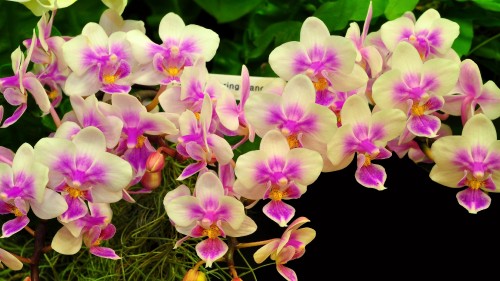 Image purple and white flowers with green leaves