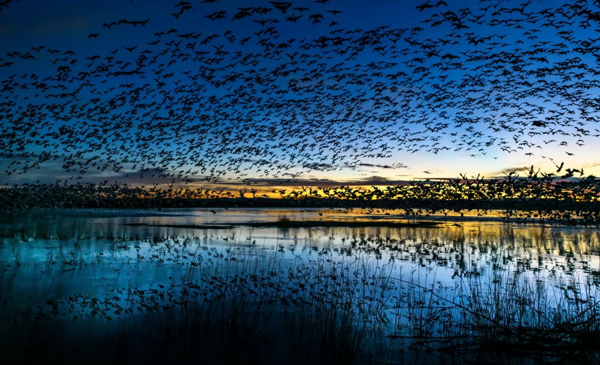 Plan D'eau Près Des Arbres Pendant la Nuit. Wallpaper in 2560x1559 Resolution