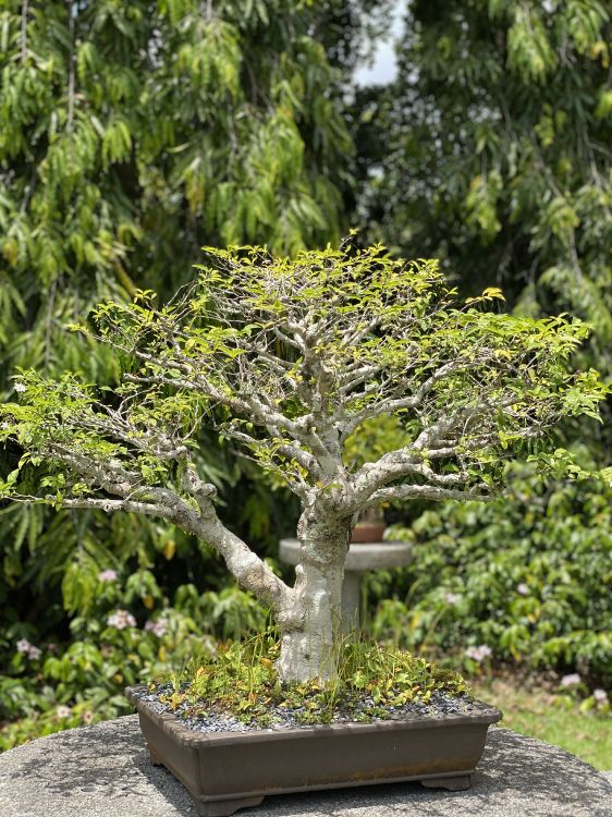 tree, chinese sweet plum, bonsai, flowerpot, woody plant