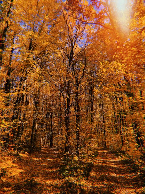 Natur, Vegetation, Laub, Branch, Natürlichen Umgebung. Wallpaper in 3024x4032 Resolution