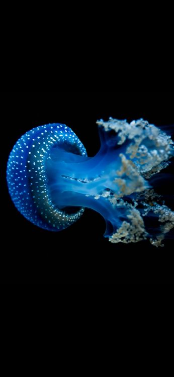 Qualle, Biolumineszenz, Wirbellose, Unterwasser, Marine Biologie. Wallpaper in 1080x2340 Resolution