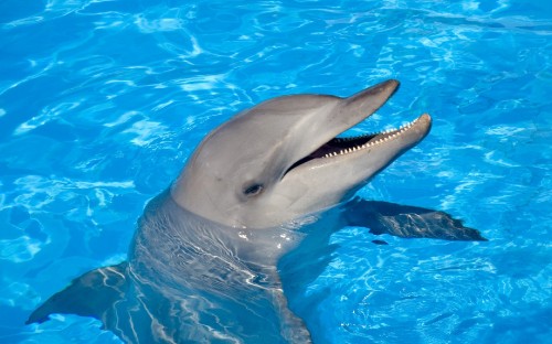 Image grey dolphin in blue water