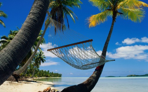 Image blue hammock hanged on palm tree near beach during daytime