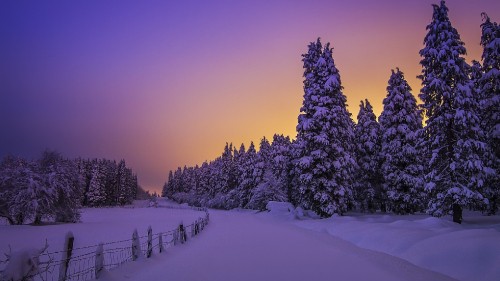 Image green pine trees on snow covered ground during daytime