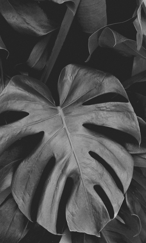 Image black and white, leaf, Black White - M, symmetry, flower