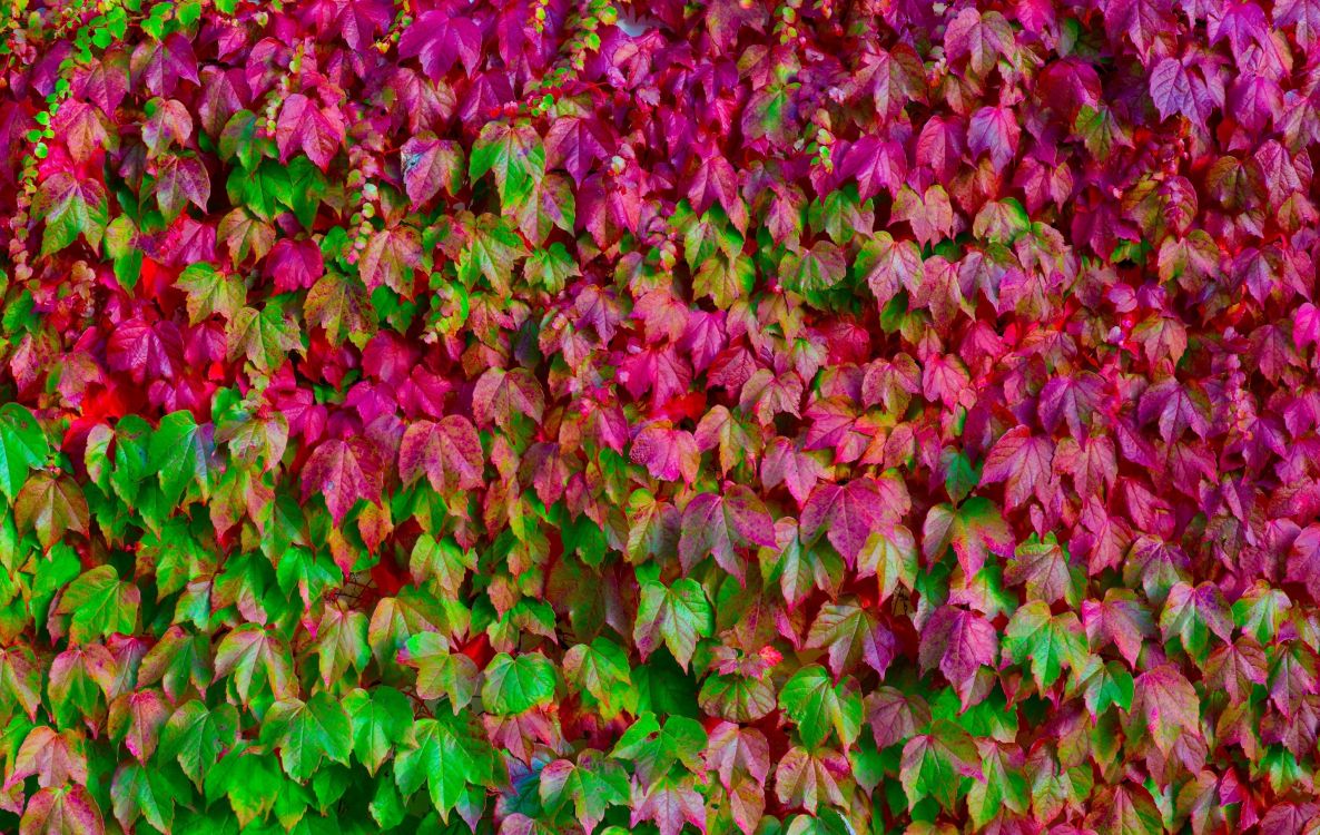 green and purple leaves on ground