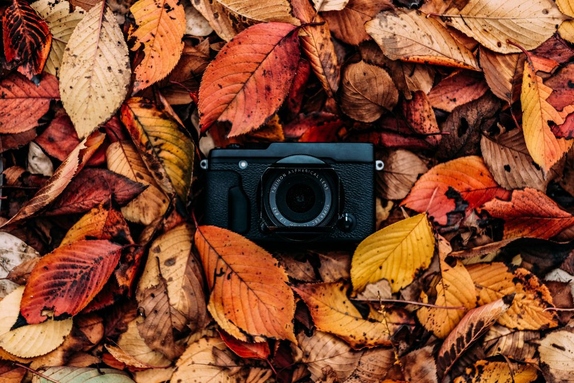Schwarze Kamera Auf Getrockneten Blättern. Wallpaper in 4032x2688 Resolution